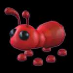 Ant