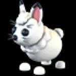 Arctic Hare