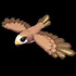 Black Kite