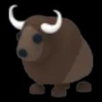 Buffalo