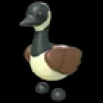 Canadian Goose