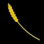 Golden Wheat