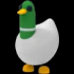 Silly Duck