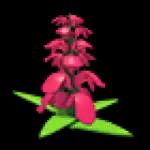 Snapdragon Flower