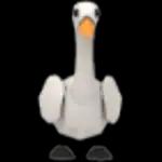 Swan