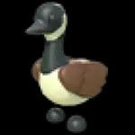 Canadian Goose