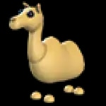 Camel
